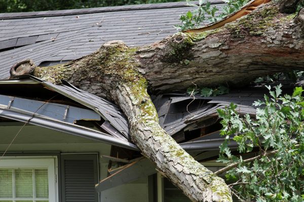 Cost of Storm Remediation in North Fort Myers