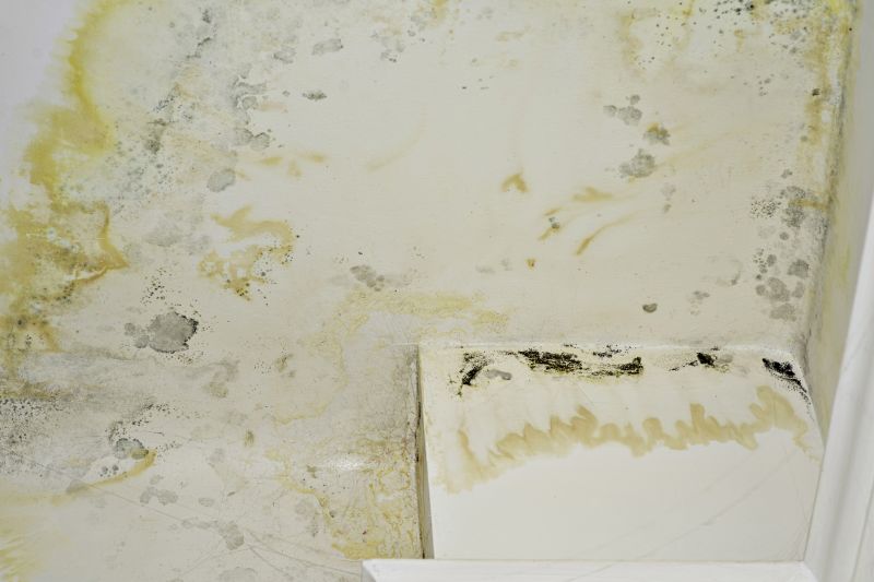 Mold Growth